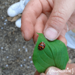paroladordine-bambini-coccinella